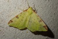 Opisthograptis luteolata