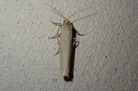 Eilema caniola