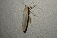 Eilema caniola