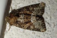 Oligia latruncula/strigilis/versicolor