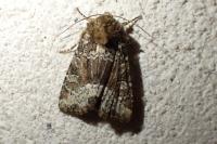 Oligia latruncula/strigilis/versicolor