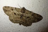 Peribatodes rhomboidaria