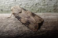 Agrotis puta