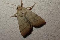 Charanyca trigrammica