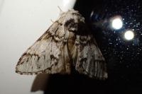 Drymonia dodonaea