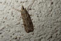 Eudonia angustea