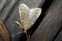 Hypsopygia glaucinalis