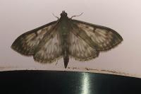 Patania ruralis