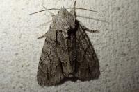 Acronicta psi/tridens
