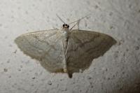 Idaea subsericeata