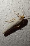 Eilema caniola
