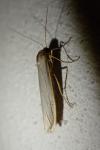 Eilema caniola