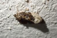 Hedya nubiferana
