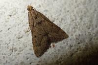 Bostra obsoletalis