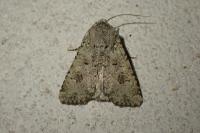 Anarta stigmosa