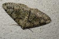 Cleorodes lichenaria