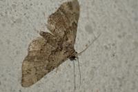 Gymnoscelis rufifasciata