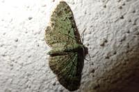 Pasiphila rectangulata