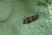 Celypha lacunana