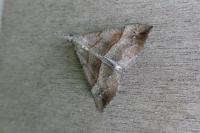 Hypena proboscidalis