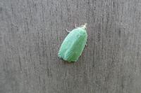 Tortrix viridana