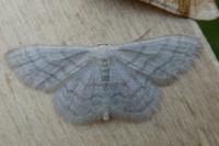 Idaea subsericeata
