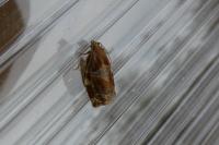 Archips xylosteana