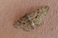 Peribatodes rhomboidaria