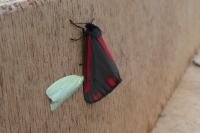 Tyria jacobaeae