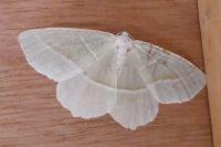 Campaea margaritaria