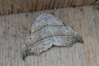 Laspeyria flexula
