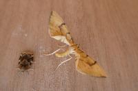 Gandaritis pyraliata