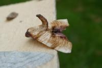 Plagodis dolabraria