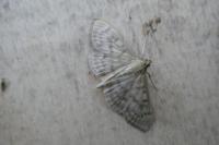 Patania ruralis
