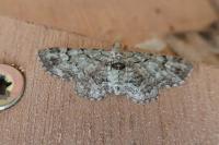 Pasiphila rectangulata