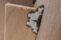 Lomaspilis marginata