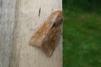 Mythimna vitellina