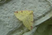 Opisthograptis luteolata