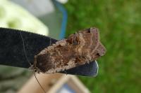 Noctua pronuba