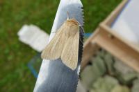 Mythimna pallens