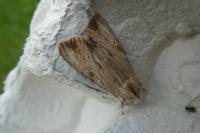 Apamea lithoxylaea