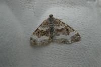 Epirrhoe alternata