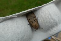 Agrotis exclamationis