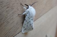 Spilosoma lubricipeda
