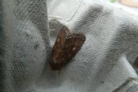 Lacanobia oleracea