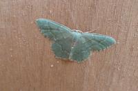 Hemithea aestivaria