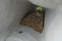 Charanyca trigrammica