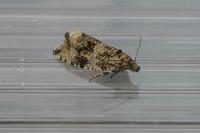 Celypha lacunana