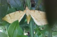 Gandaritis pyraliata