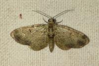 Pasiphila rectangulata